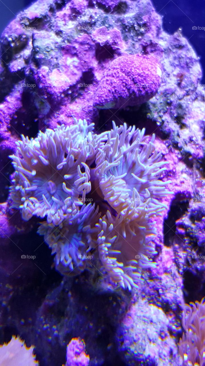 duncan coral