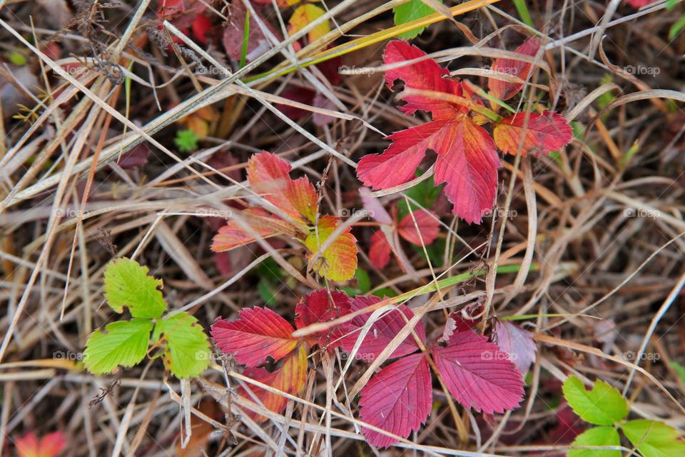 multi-colored strawberry leaves in an autumn gray mesh of field herbs