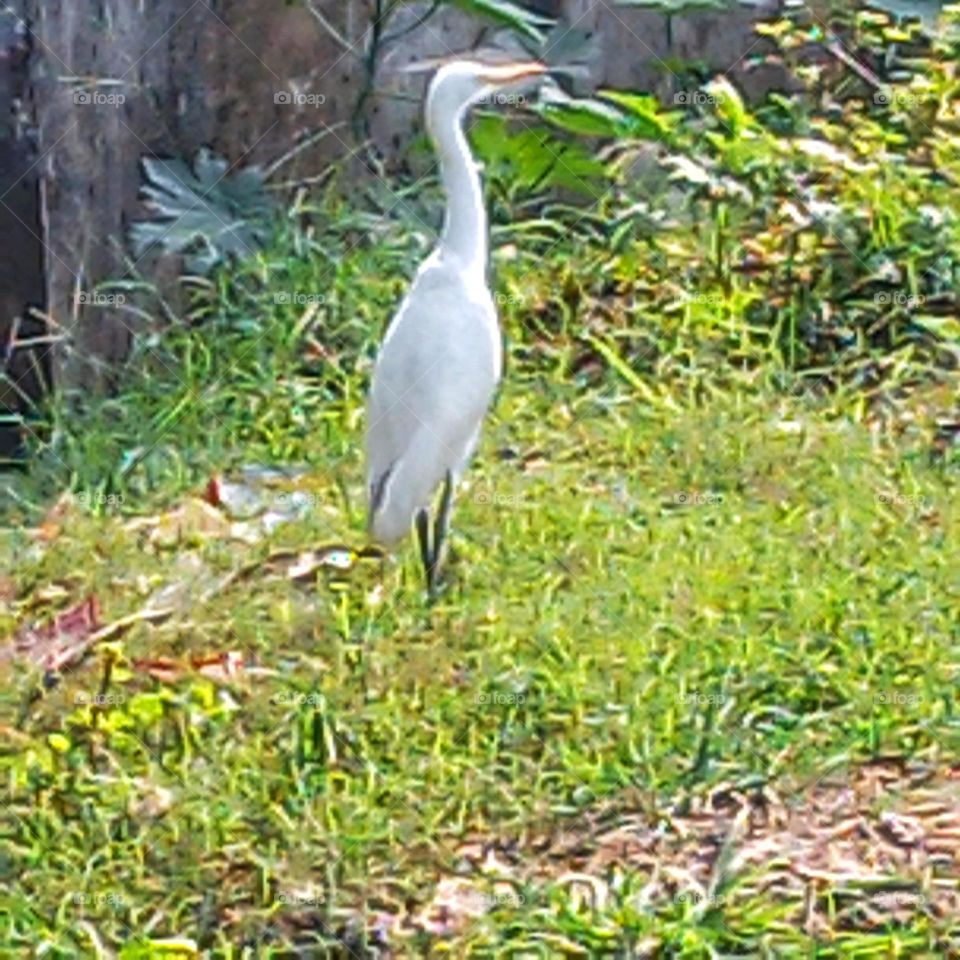 Heron