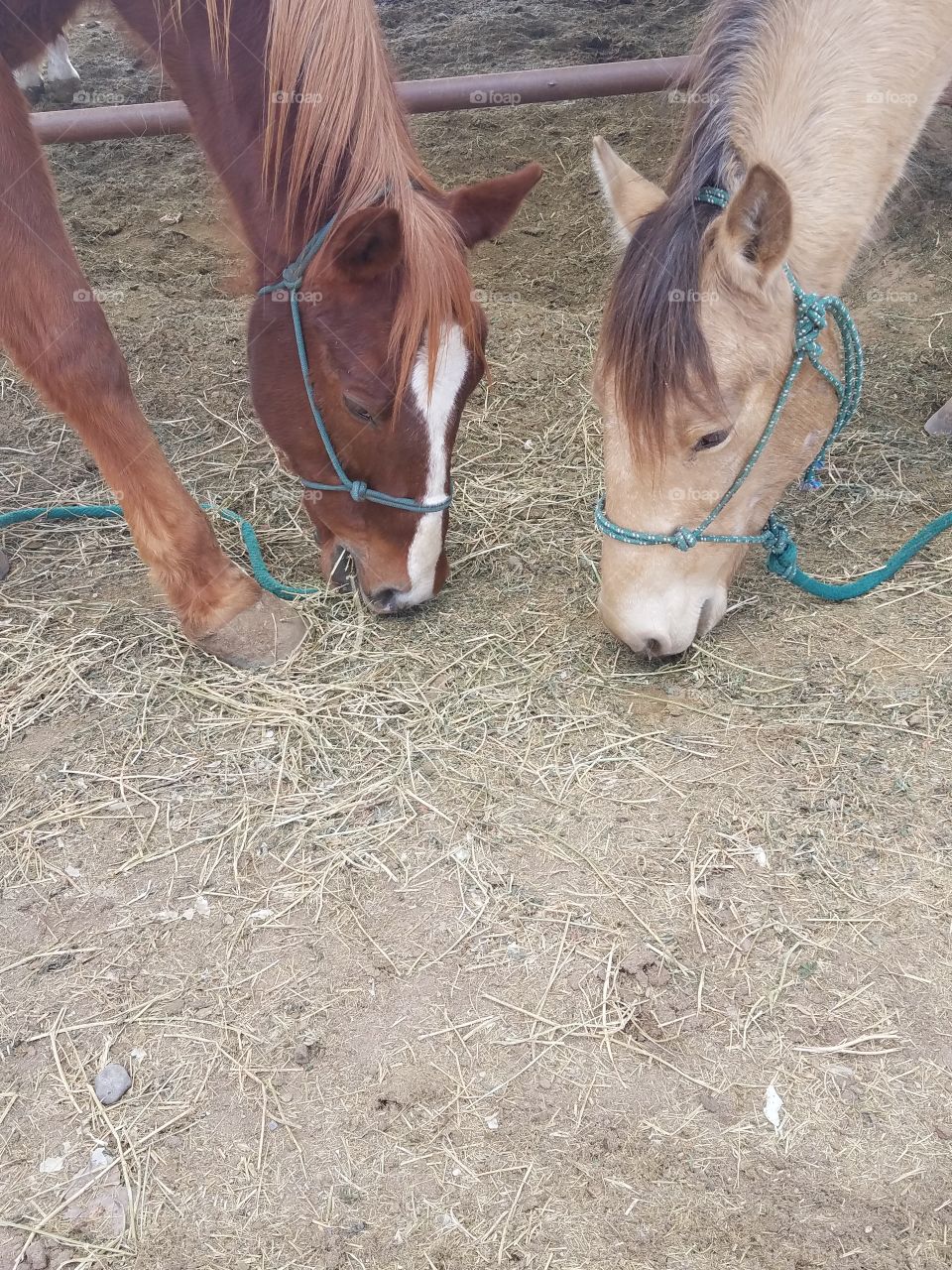 Two Horses eating