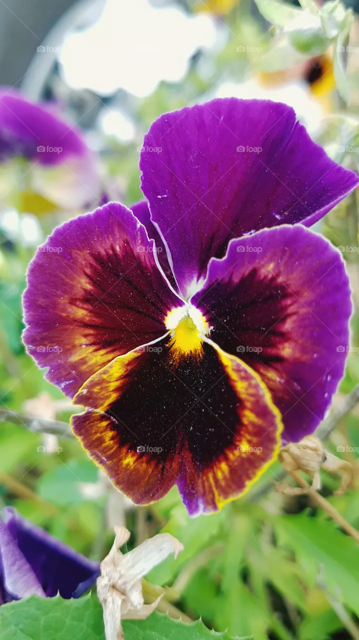 flowers