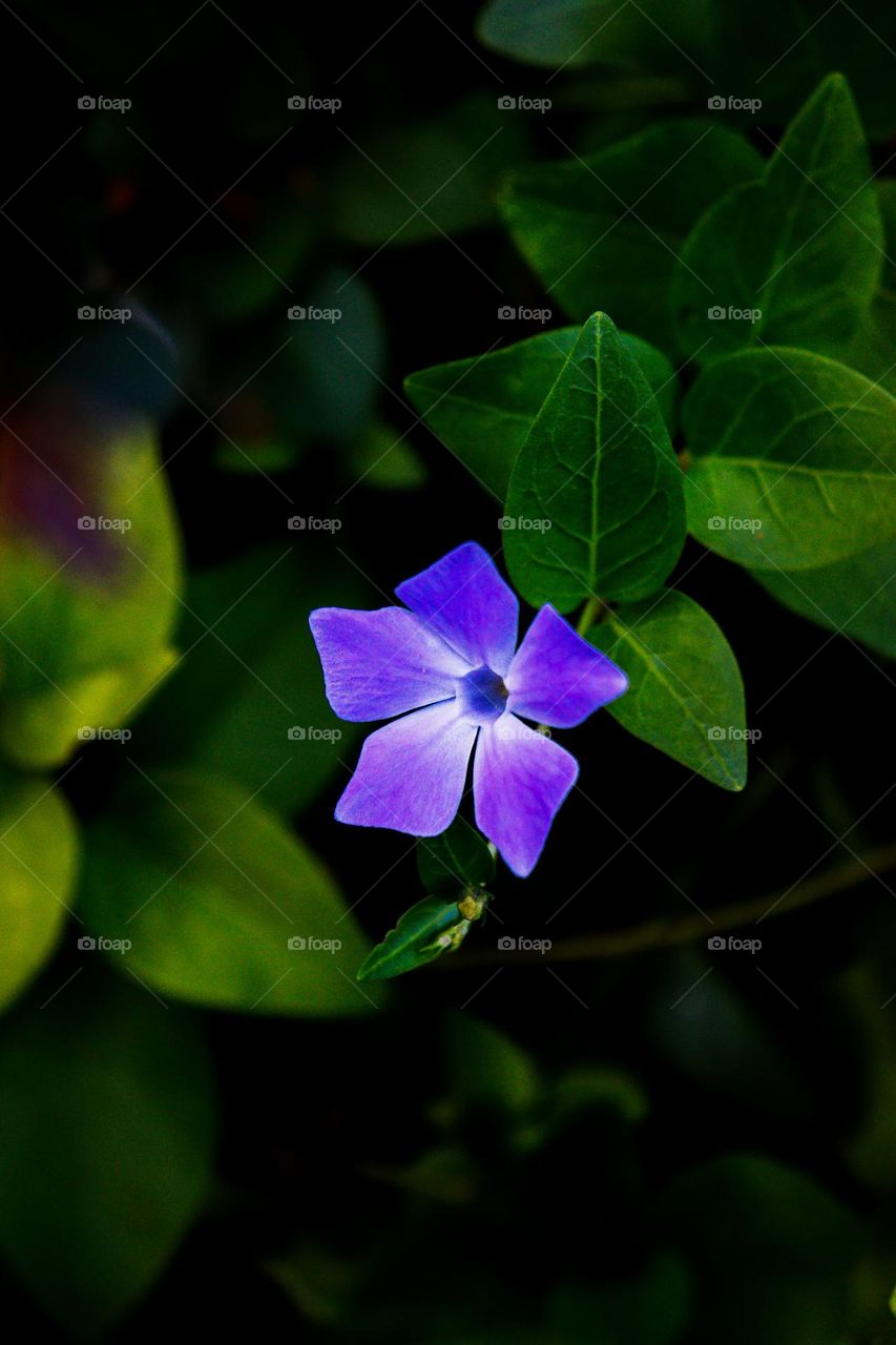 Just a little flower