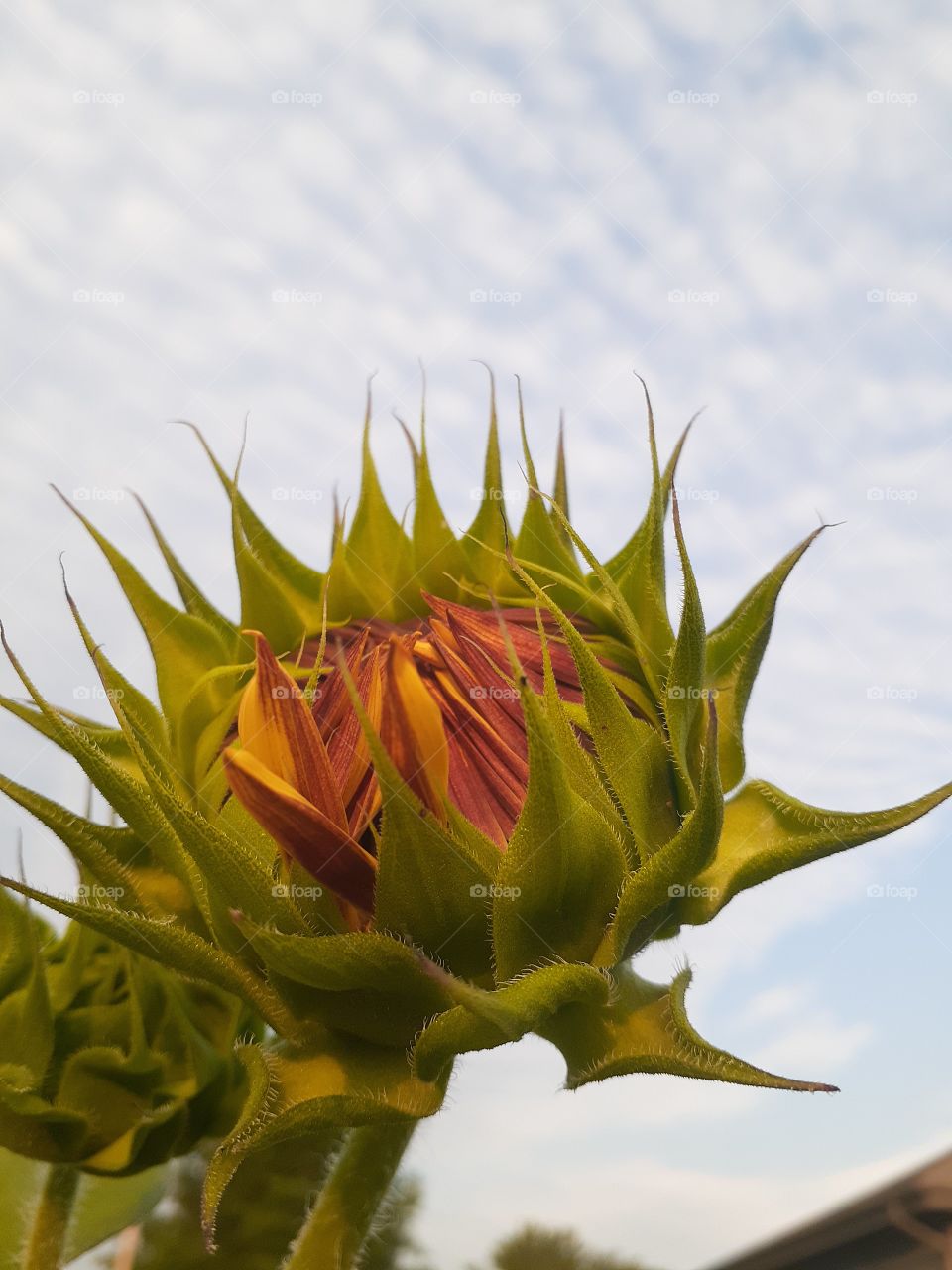 Sunflower Skies