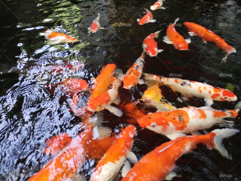 Fancy​ carp​ koi fish​