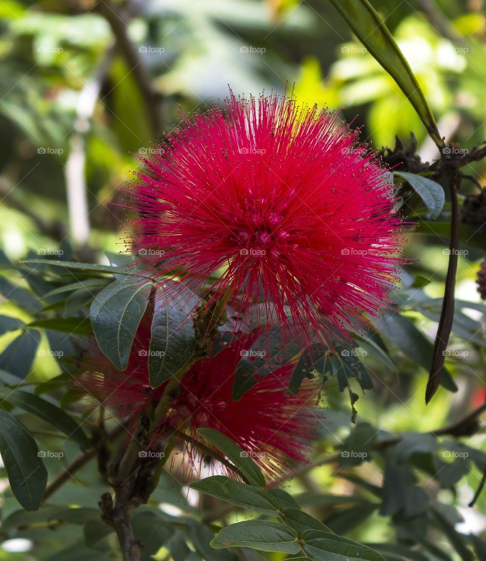 Red Haemanthus multiflorus ( Tratt. )