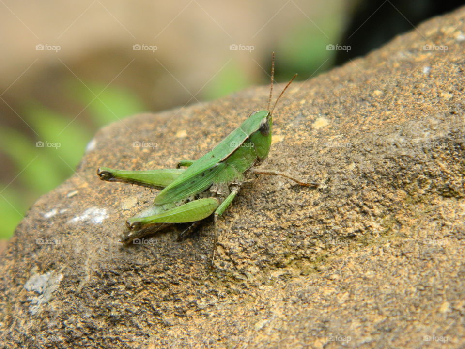 grasshopper on rock