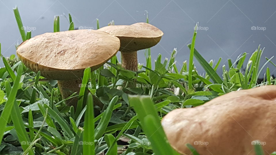 mushrooms