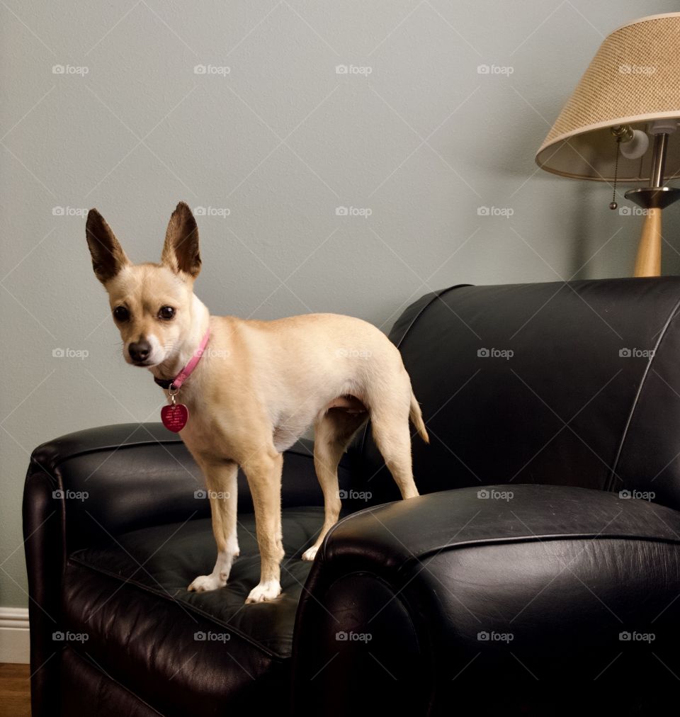 Chihuahua mix waiting for owner 