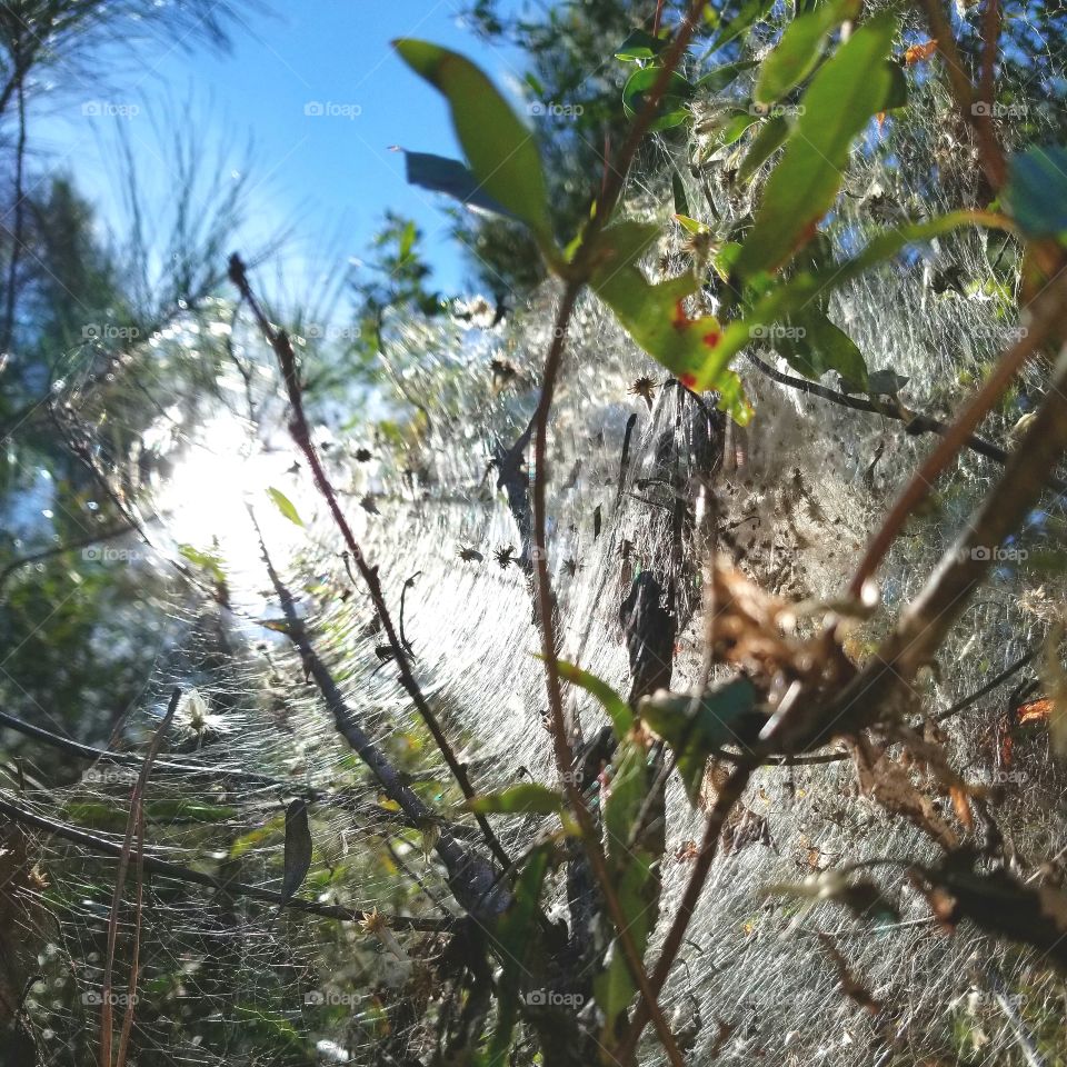 Web in the Sun
