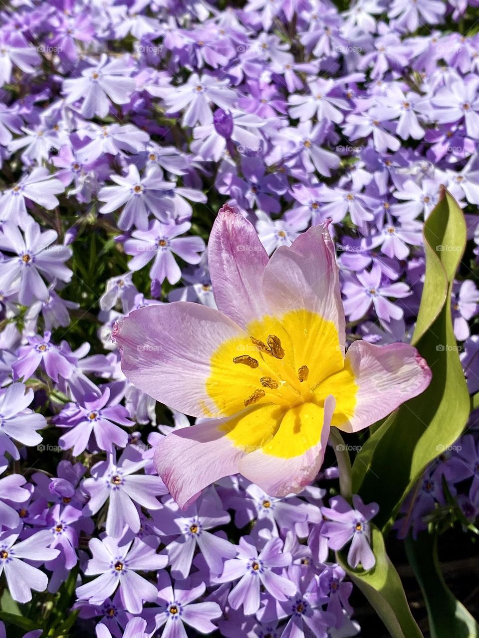 A tulip in the middle of a bed of purple phlox