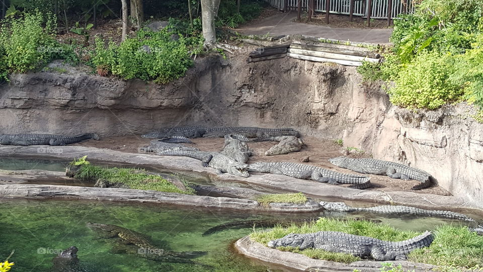 A herd of Nile Crocodile attempt to cool themselves by the water at Animal Kingdom at the Walt Disney World Resort in Orlando, Florida.