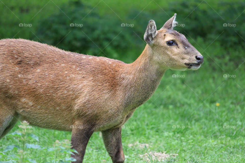 Small deer at howletts