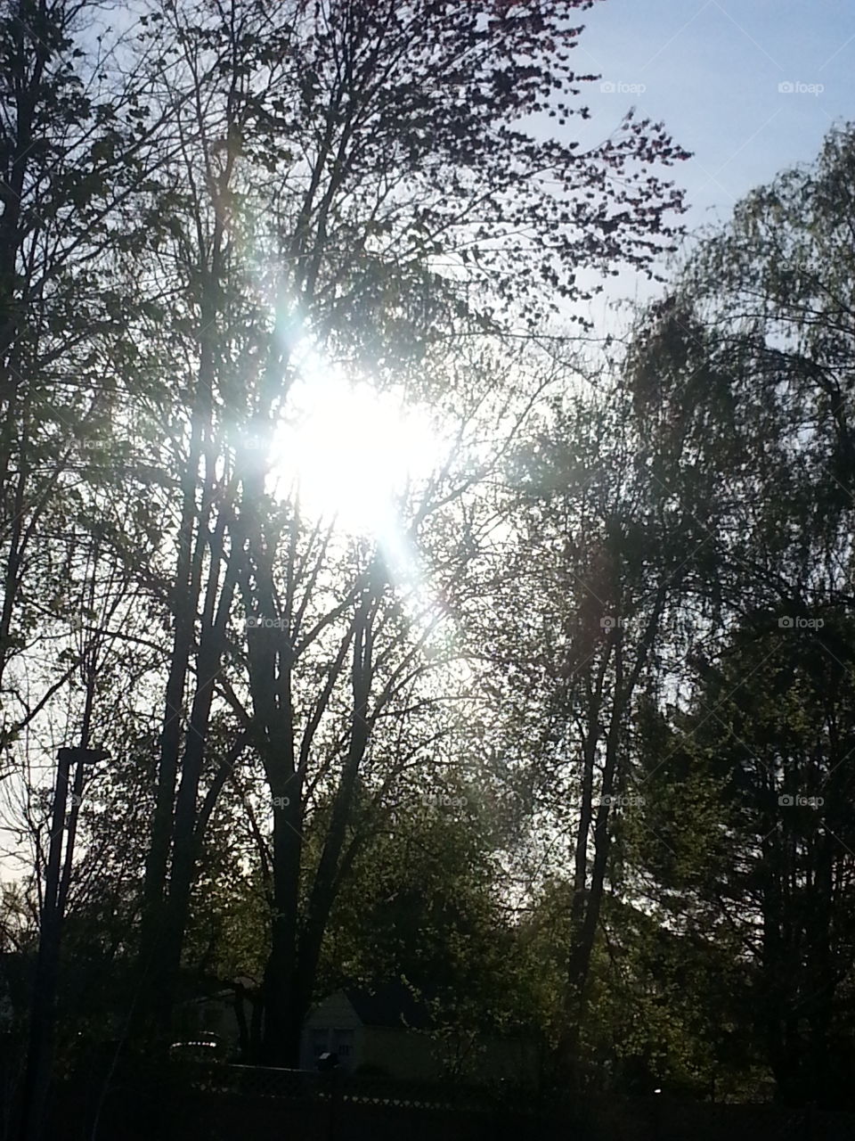 sun shining through the trees