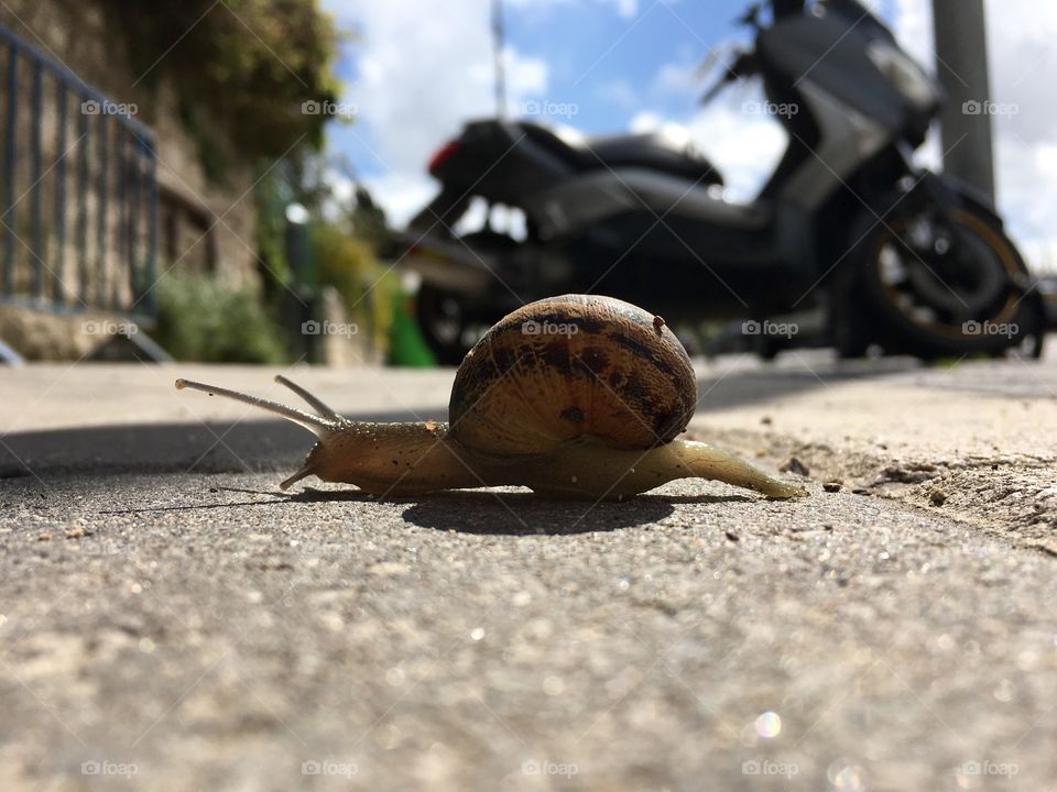 View of a snial crawling on road
