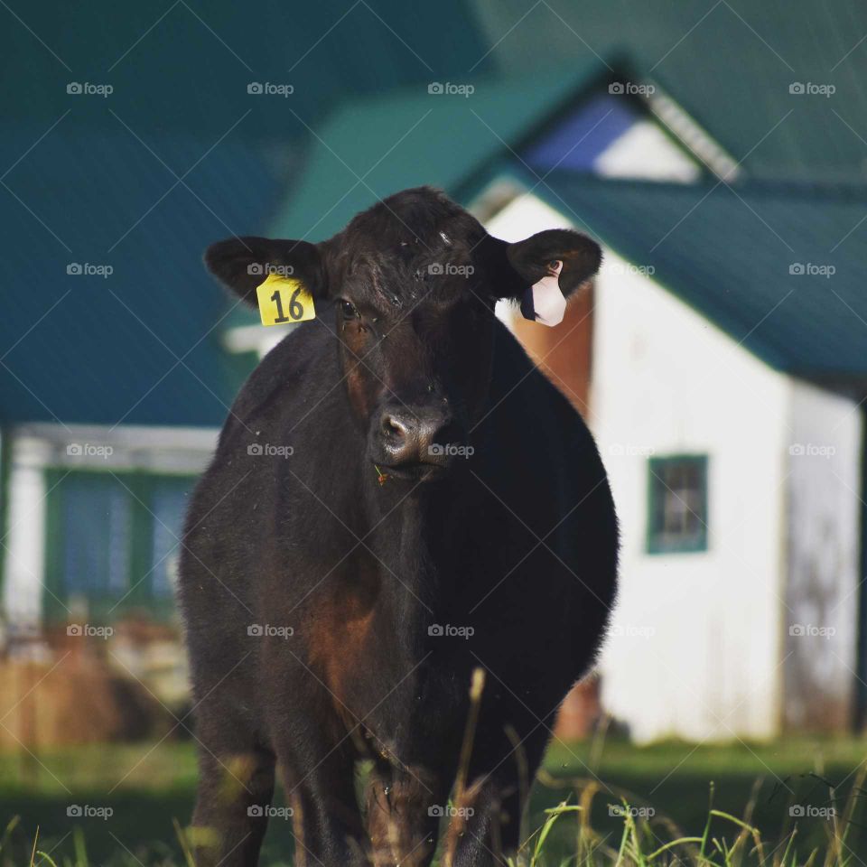 cow in a field
