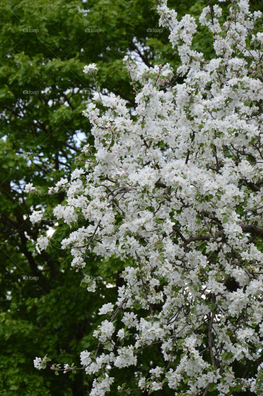 Apple blossom and some tree