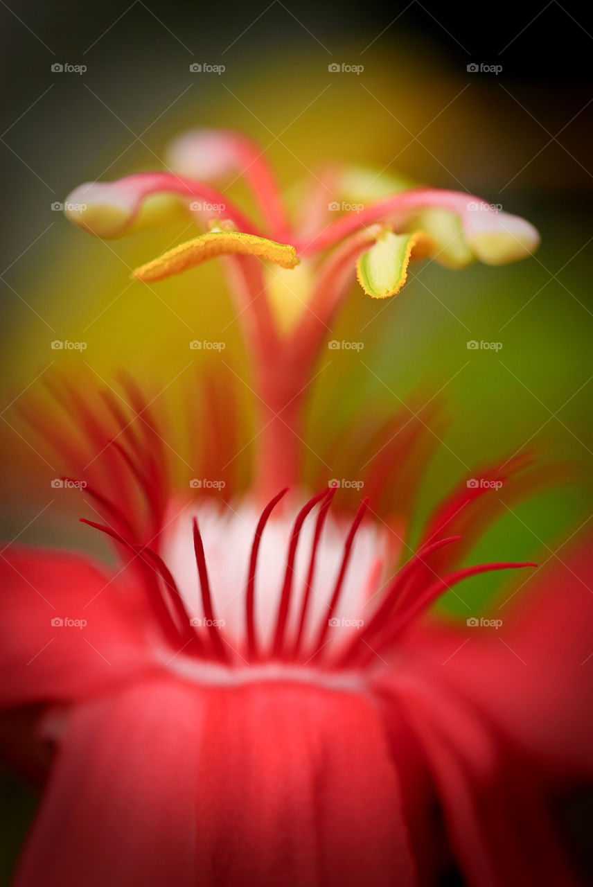 Red Flower Up Close