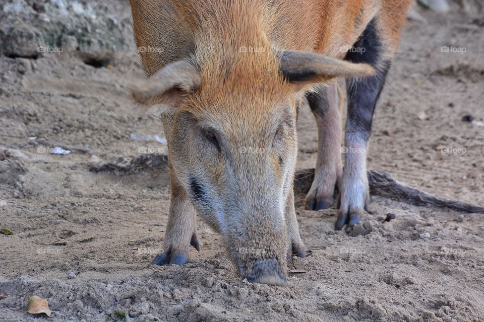 Pig on the beach