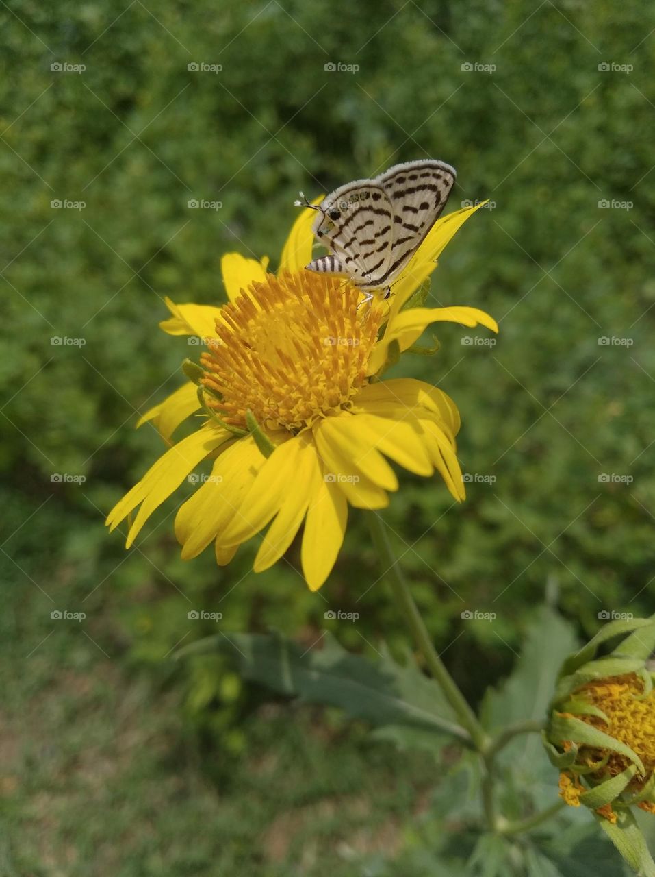 yellow flower seasonal fresh shurb small size looks very beautiful generally found everywhere