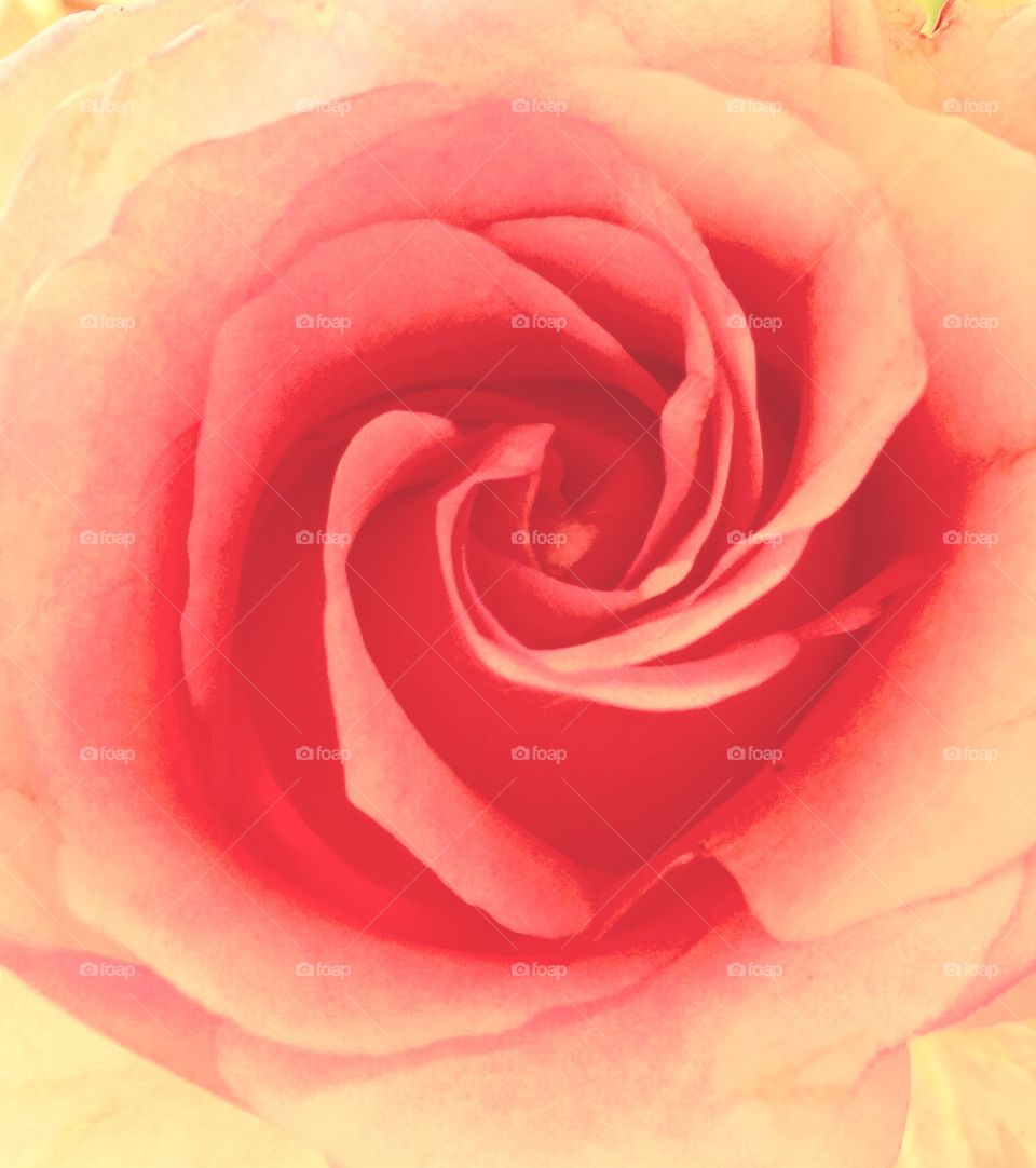 Coral Rose Closeup