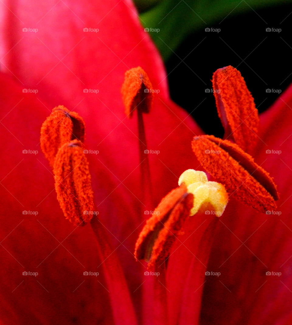 Extreme close-up of a red flower