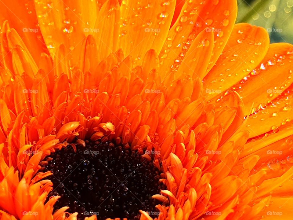 wet gerbera