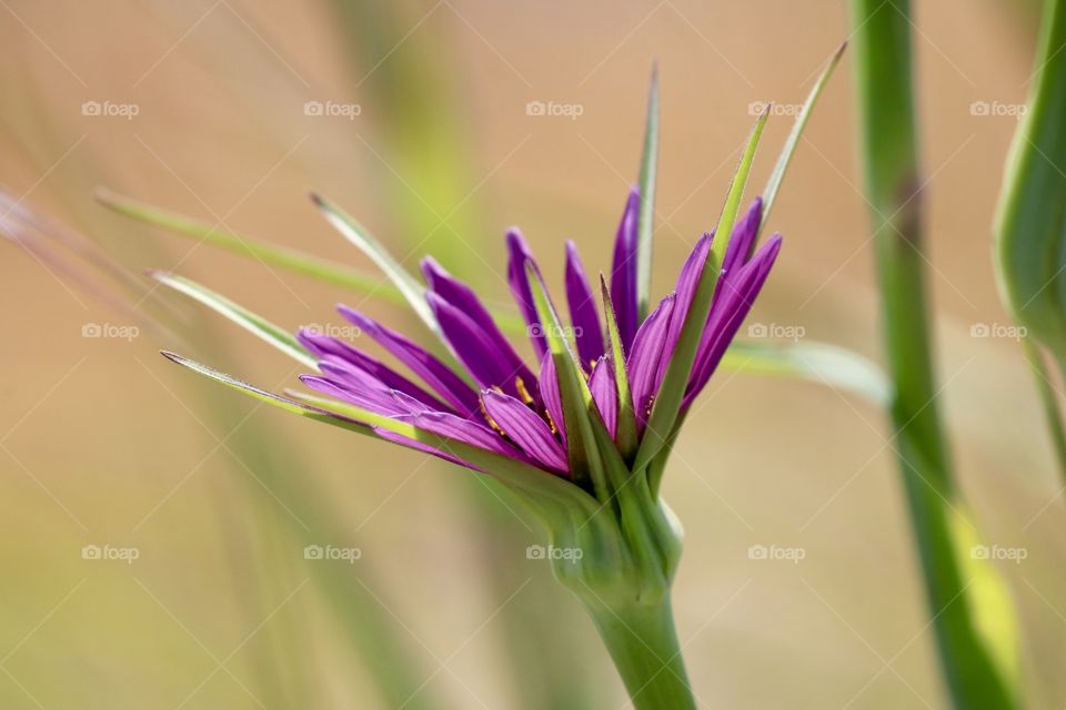 Summer flower, purple, green colours against the sandy background, closeup