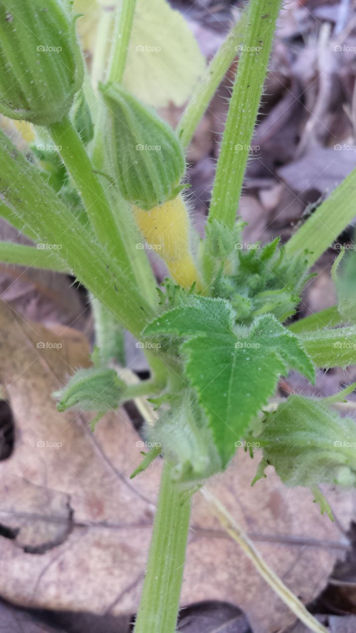 Baby Squash. Vegetable