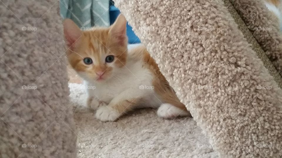 An orange and white kitten under a cat condo