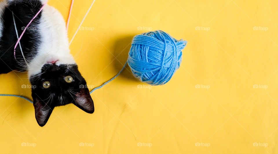 A portrait of one small black and white kitten with a blue ball of woolen thread lies playing on a yellow background, flat lay close-up.