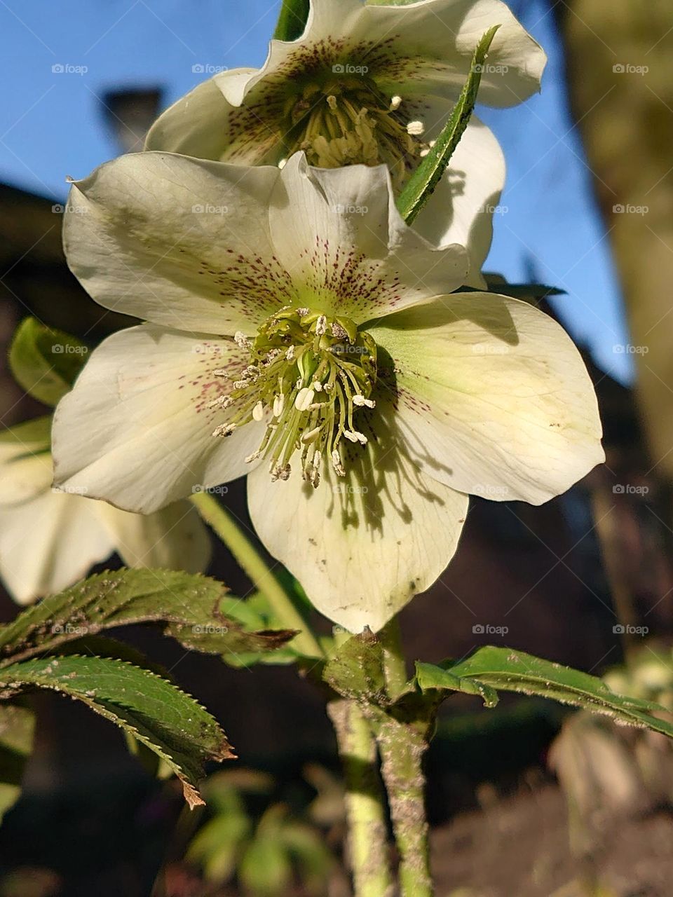 Helleborus orientalis