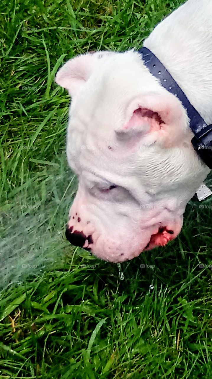 Playing in the Hose!