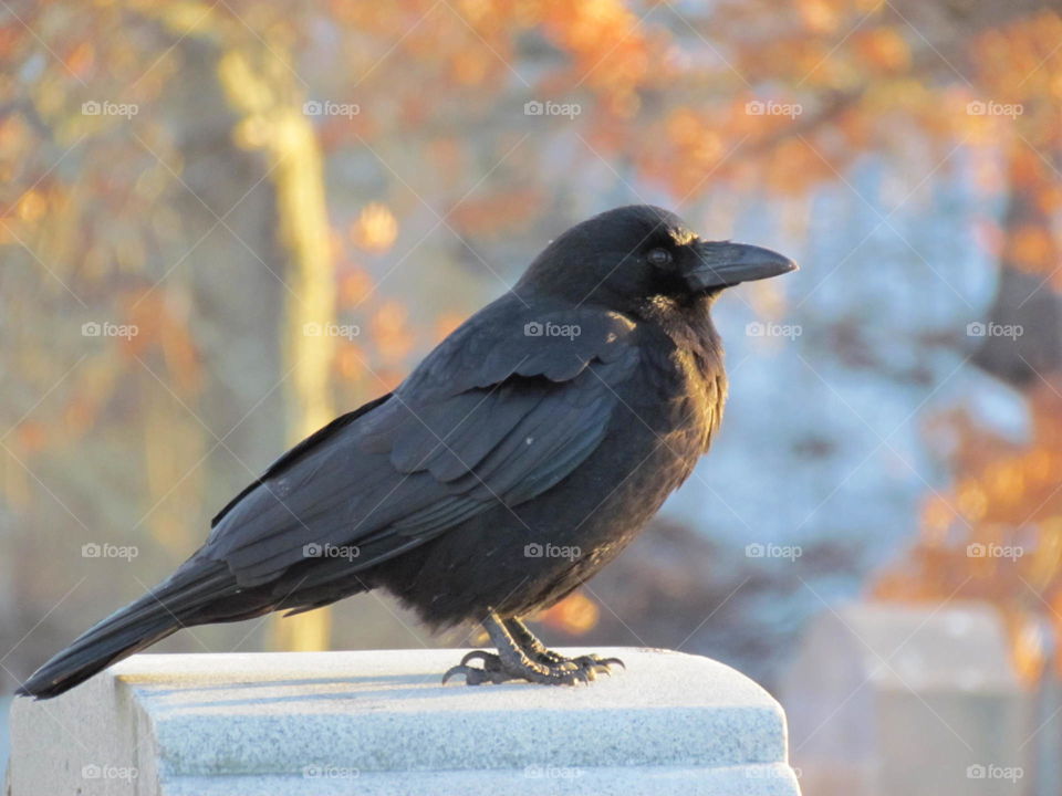Northwestern crow perched on post