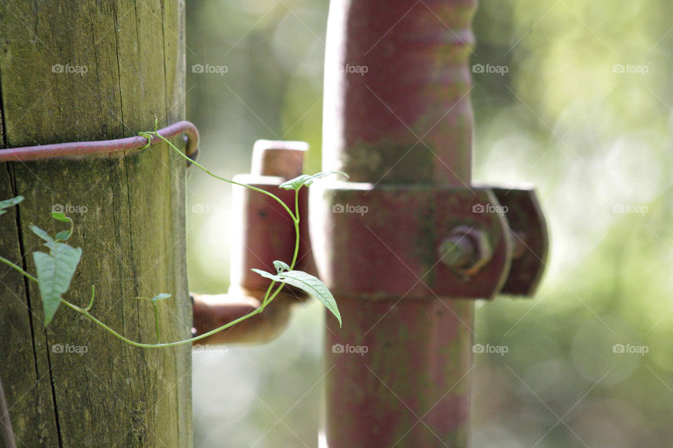 Plant wrapped around wooden fence