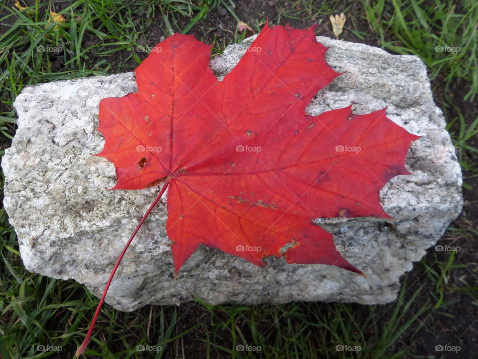 Red color story