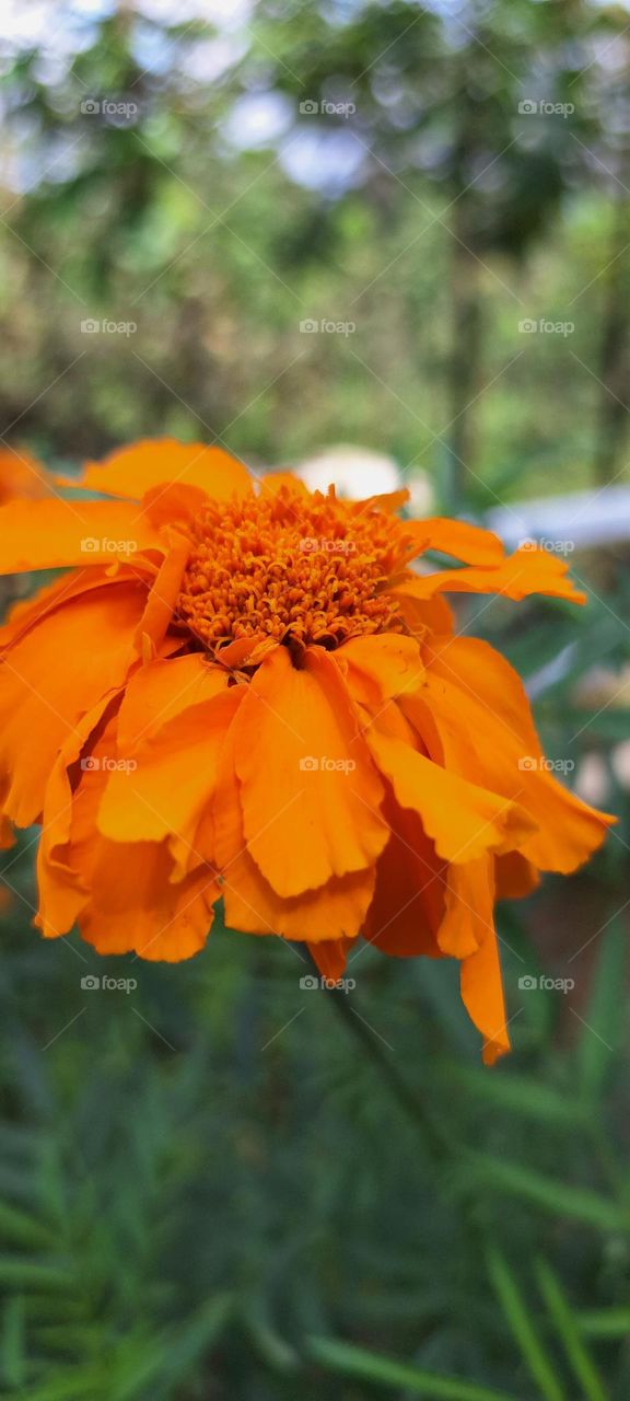 Chrysanthemum flower