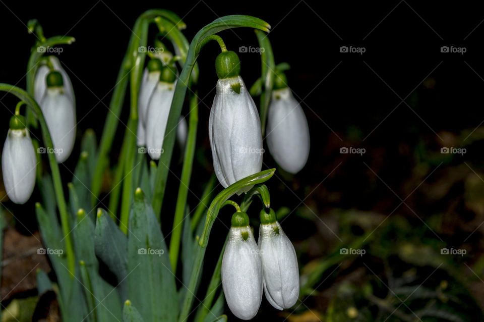 Snowdrops