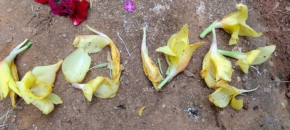 explosion of colors lover