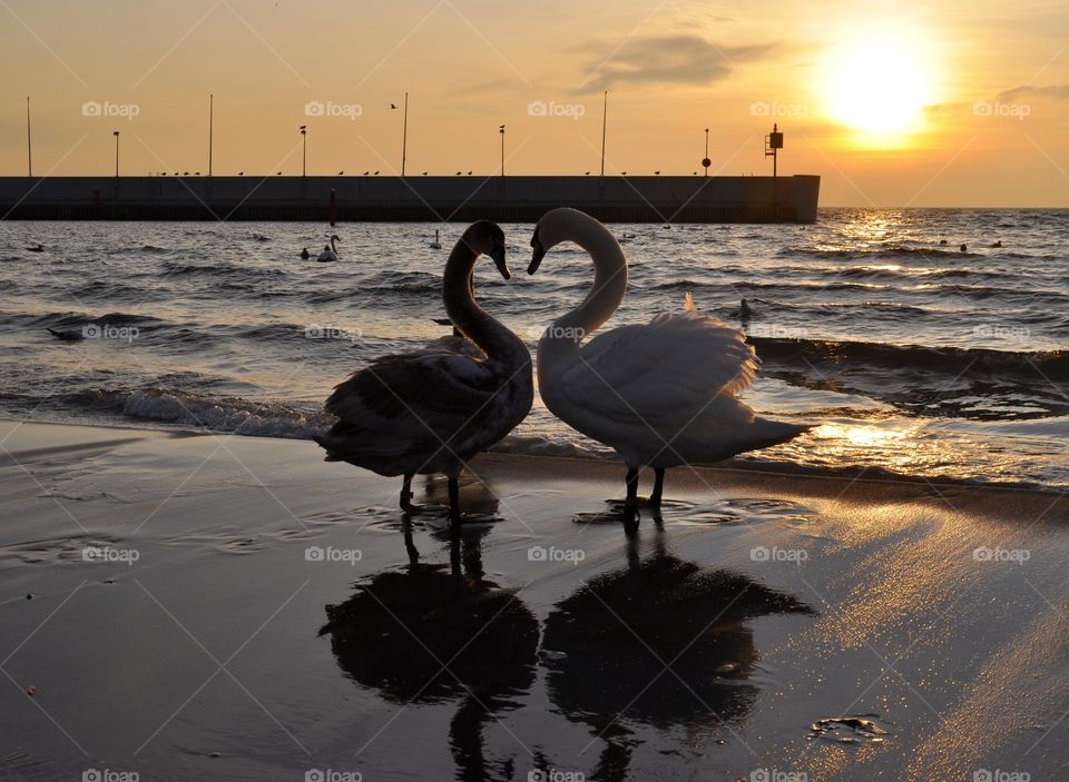 Swans at the Baltic Sea coast in Poland 