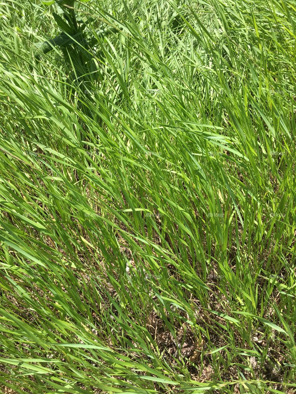 Long grass 