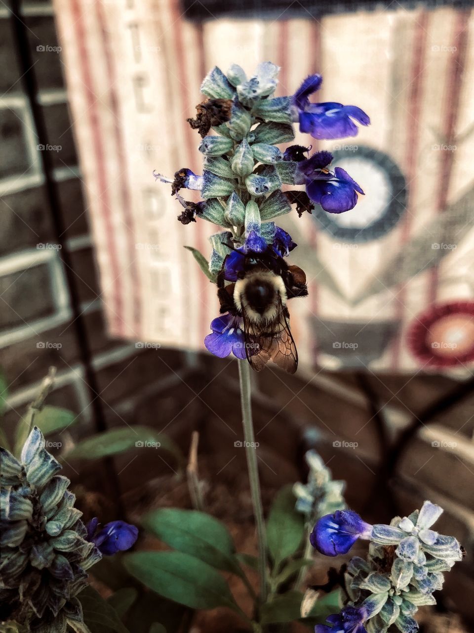 Bumblebee flowers 