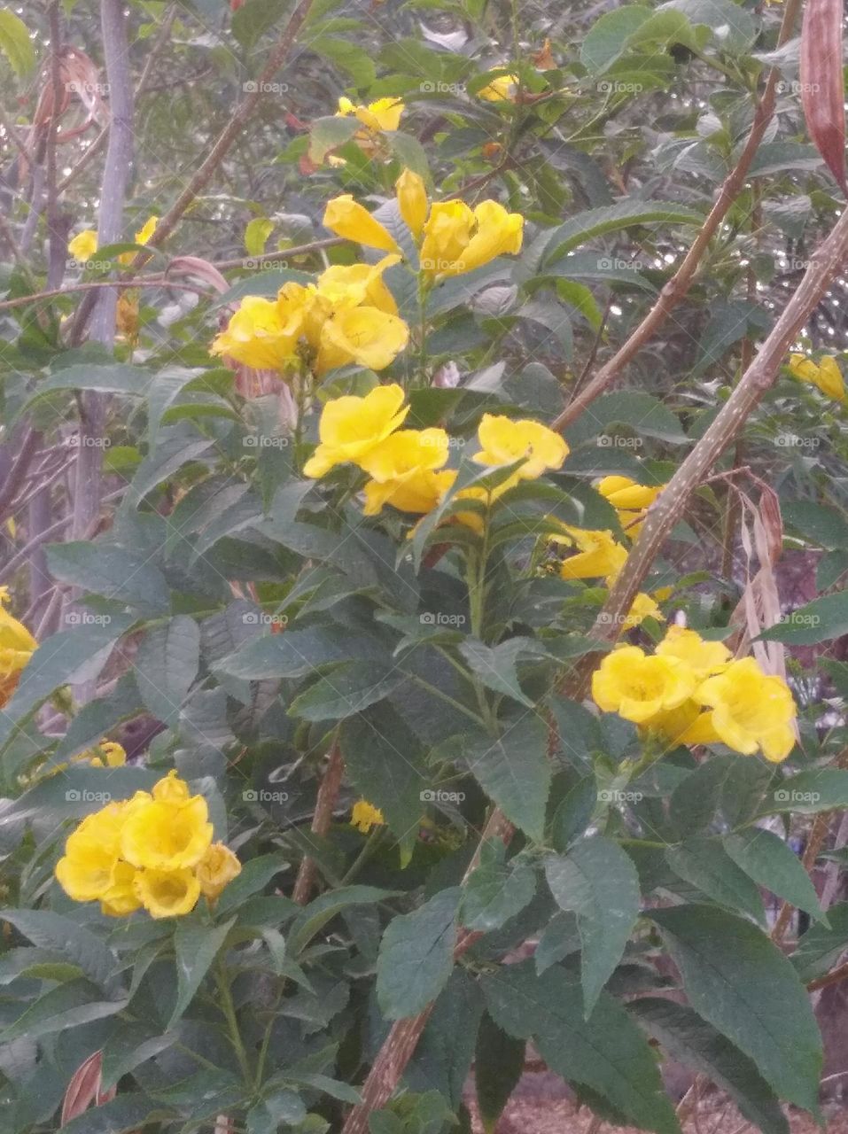yellow elder flower fresh seasonal looking very beautiful generally found everywhere fresh seasonal