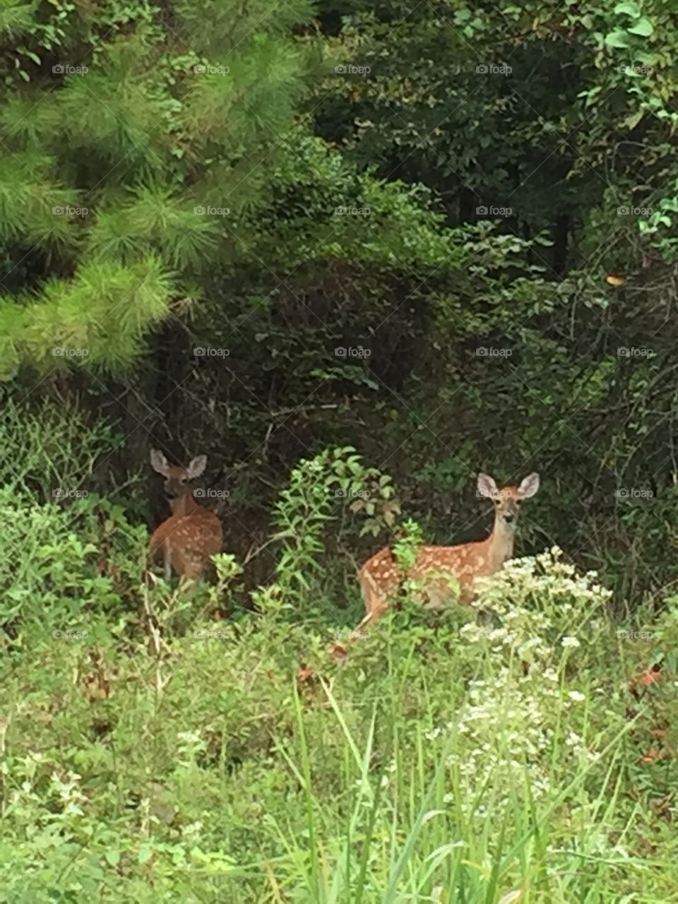 Fawns's Dining Out. Driving home these beautiful little fawns were grazing away. Didn't seem to mind me or my vehicle 