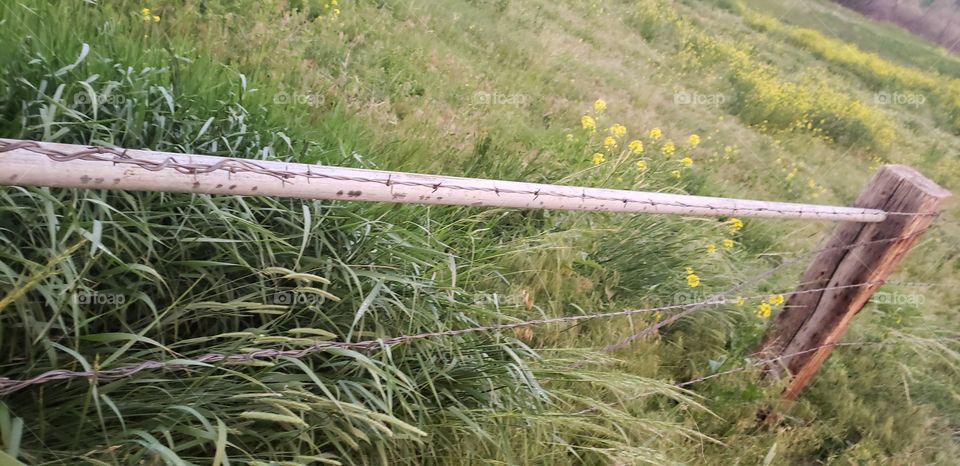 Montana fenceline