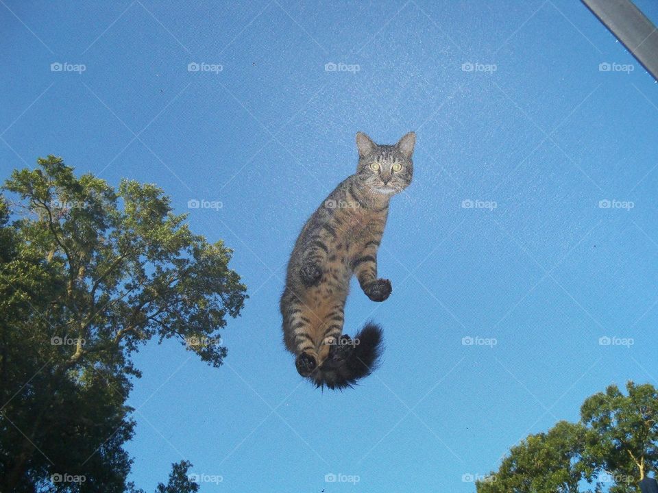 Cat seems like flying - standing on top of pool screen enclosure