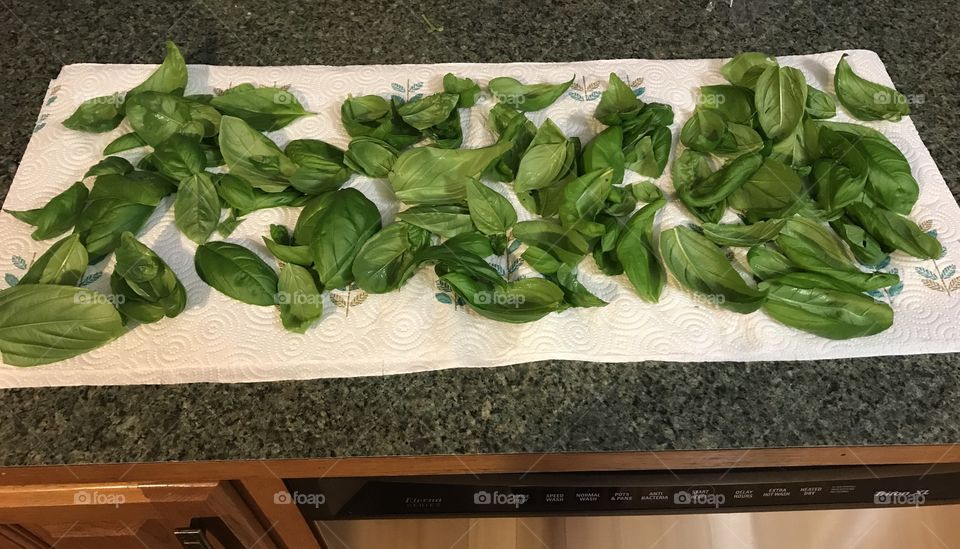 Fresh Basil