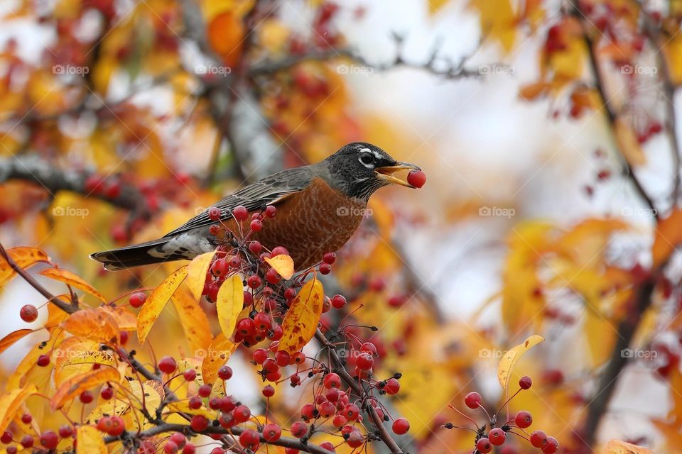 american Robin