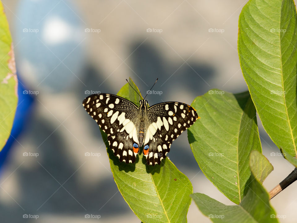 Beautiful Butterfly