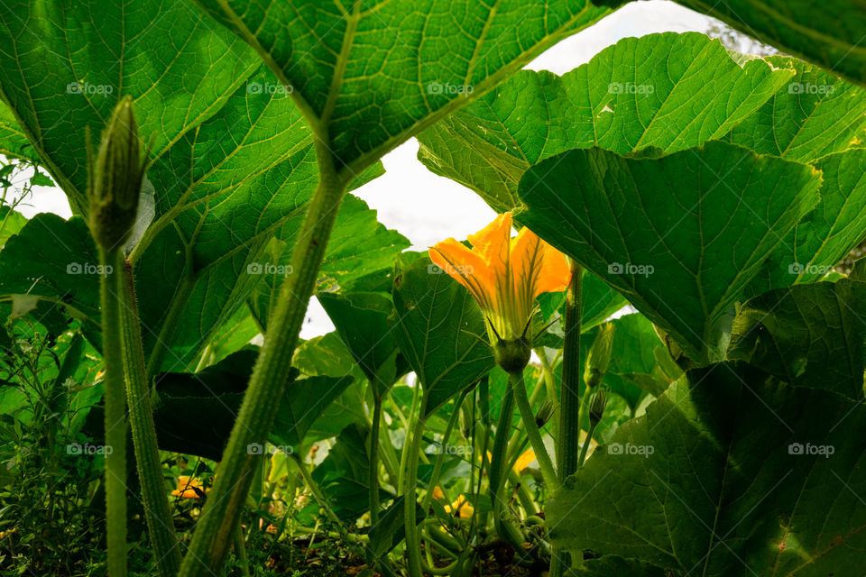 Pumpkin flowers