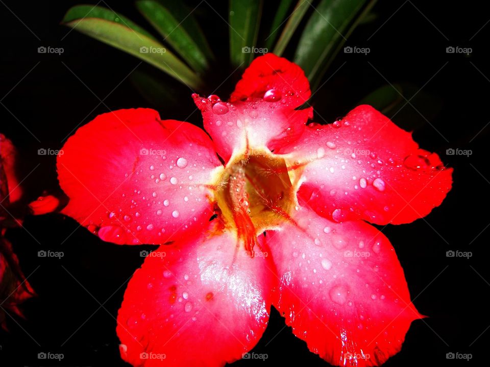 red flower